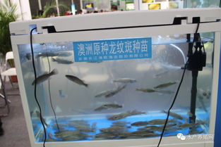 合肥漁博會(huì)盛況空前 近500家企業(yè)齊聚，亮點(diǎn)紛呈引領(lǐng)行業(yè)未來